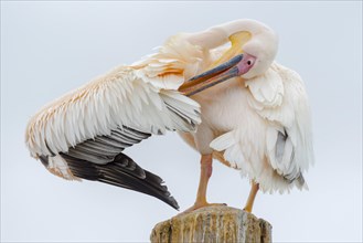Great white pelican (Pelecanus onocrotalus) doing plumage care