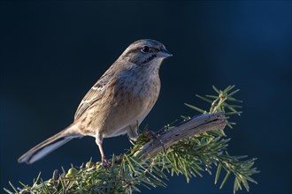 Rock Bunting (Emberiza cia) sits on a branch