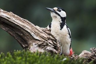 Great spotted woodpecker (Dendrocopos major) sits on deadwood