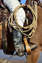 Cowboy in saddle on horse