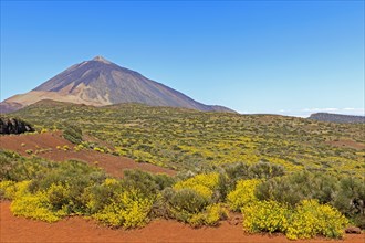 Flixweed (Descurainia bourgaeana) in bloom in front of Pico del Teide volcano