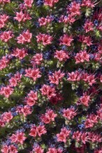 Blooming Echium wildpretii (Echium wildpretii)