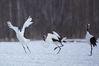Dancing Red-crowned cranes (Grus japonensis) on a snow surface