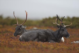 Reindeers (Rangifer tarandus) resting on the autumnal Fjall