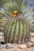 Fishhook Barrel Cactus (Ferocactus wislizeni) with flower
