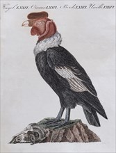 Condor (Cathartidae)