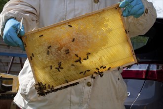 Beekeeper holds honeycomb with honey been (Apis mellifera)
