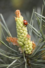 Ladybird (Coccinellidae) on a male flower of Scots pine (Pinus sylvestris)