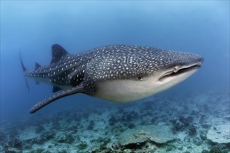 Whale shark (Rhincodon typus) swims over coral reef