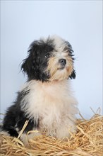 Havanese