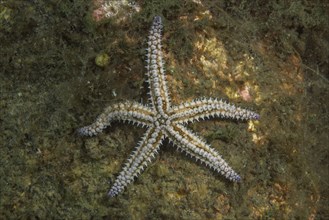 Spiny Starfish (Marthasterias glacialis)