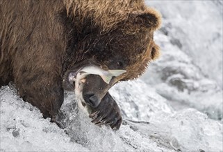 Brown bear (Ursus Arctos) during salmon fishing