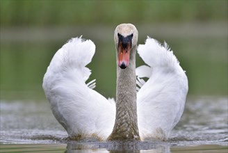 Mute swan (Cygnus olor) on a lake