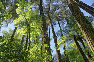 Silver Tree ferns (Cyathea dealbata) in tropical rainforest
