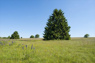 Norway spruces (Picea abies) in a meadow