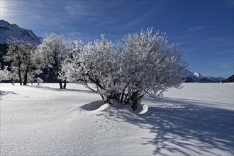 Trees with hoarfrost on the frozen Silvaplana Lake