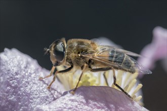 Tapered Dronefly (Eristalis pertinax) on a flower