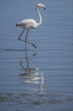 Pink Flamingo (Phoenicopterus roseus)