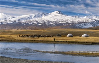 Flock of sheep with yurts and shepherd on the banks of Khoton Lake