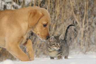 Labrador Retriever