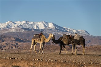 Dromedaries in front of the mountain landscape of the snow-covered High Atlas near Ait-Ben-Haddou