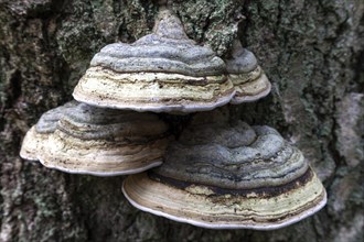 Tinder Funguses (Fomes fomentarius) grow on a tree trunk