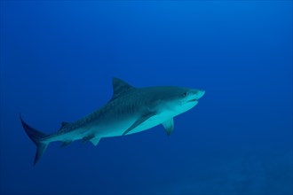 Tiger Shark (Galeocerdo cuvier) swims in the blue water
