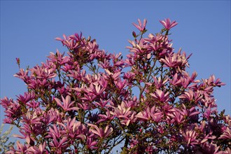 Mulan magnolia (Magnolia liliiflora)