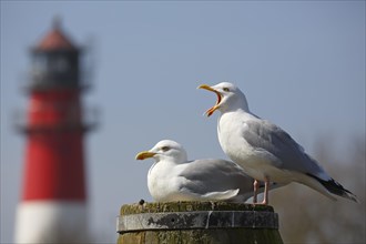 European herring gulls (Larus argentatus)