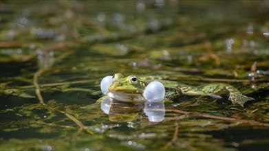 Green frog (Rana esculenta) with inflated sound bubbles in the water