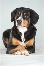 Entlebuch Mountain Dog