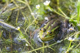 Green frog (Rana esculenta) between flowering aquatic plants
