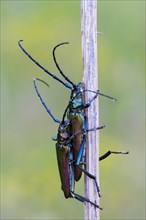 Musk beetle (Aromia moschata) an Halm