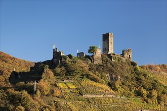 Ruins of Metternich Castle with vineyard