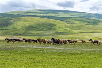 Flock of Horses (equus) running in Naryn gorge