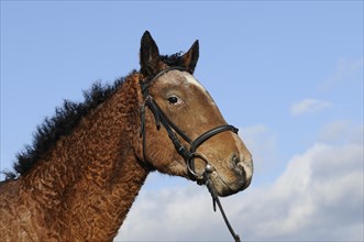 Curly Horse (Equus ferus caballus)