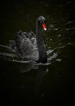 Black swan (Cygnus atratus) swimming in the water