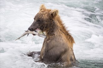 Brown bear (Ursus Arctos) during salmon fishing