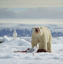 Polar bear (Ursus maritimus) feeding the carcass of a captured seal in the snow