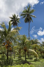 Palm grove with orange colored coconuts in La Digue
