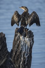 Red Cormorant (Microcarbo africanus) on old stump