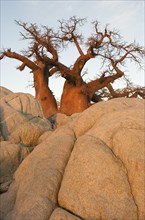 African Baobab (Adansonia digitata) between stones