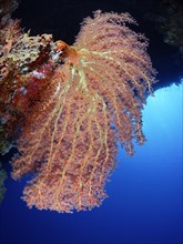 Cherry Blossom Coral (Siphonogorgia godeffroyi)
