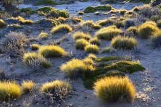 Grass tufts backlit