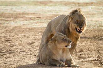 Lion (Panthera leo) growls during mating with female
