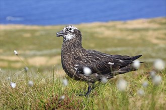 Great Black-backed Gull (Stercorarius skua)