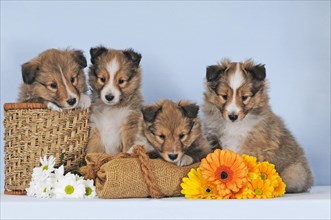 Four Sheltie puppies