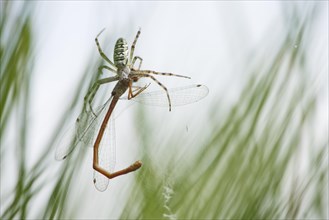 Wasp spider (Argiope bruennichi) with small red damselfly (Ceriagrion tenellum) as prey in spider web