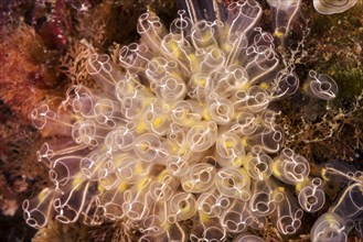 Colony of Lightbulb sea squirts (Clavelina lepadiformis)