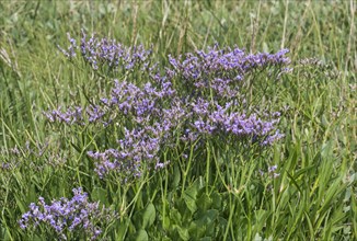 Blooming common sea lavender (Limonium vulgare)